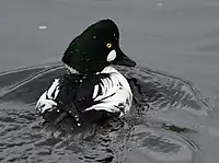 just after a dive - showing clear nictitating membrane