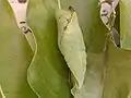 Pupa