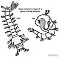 Culex larva and pupa