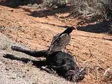A large tan bird of prey with dark brown neck feathers and a bare red head sits on a dead cow in a desert with dead grass and scrub