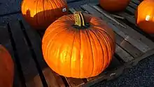 A group of Connecticut Field Pumpkin fruit