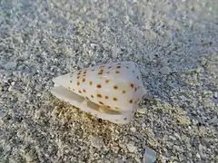 Conus eburneus