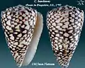 Conus bandanus Hwass in Bruguière, J.G., 1792