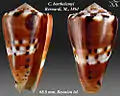 Conus barthelemyi  Bernardi, M., 1861