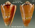 Conus barthelemyi  Bernardi, M., 1861