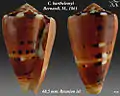 Conus barthelemyi  Bernardi, M., 1861