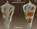 Conus bayani Jousseaume, F.P., 1872