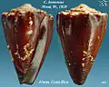 Conus brunneus Wood, W., 1828