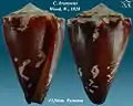 Conus brunneus Wood, W., 1828