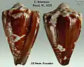 Conus brunneus Wood, W., 1828