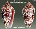 Conus canonicus  Hwass in Bruguière, J.G., 1792