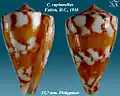 Conus capitanellus  Fulton, H.C., 1938