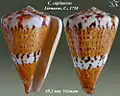 Conus capitaneus  Linnaeus, C., 1758