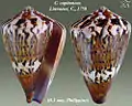 Conus capitaneus  Linnaeus, C., 1758