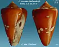 Conus crocatus thailandis  Motta, A.J. da, 1978