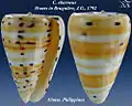 Conus eburneus Hwass in Bruguière, J.G., 1792
