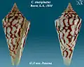 Conasprella emarginata (Reeve, L.A., 1844)
