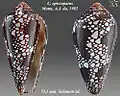 Conus episcopatus  Motta, A.J. da, 1982