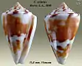 Conus eximius Reeve, L.A., 1849