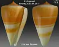 Conus fergusoni  Sowerby, G.B. II, 1873
