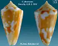 Conus flavescens  Sowerby, G.B. I, 1834