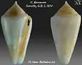 Conus flavescens  Sowerby, G.B. I, 1834