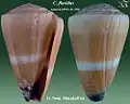 Conus flavidus Lamarck, J.B.P.A. de, 1810