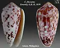 Conus floccatus  Sowerby, G.B.I, 1841