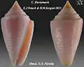Conasprella fluviamaris  E.J.Petuch & D.M.Sargent 2011