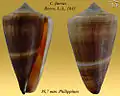 Conus furvus  Reeve, L.A., 1843