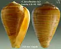 Conus fuscolineatus Sowerby, G.B. III, 1905