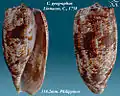 Conus geographus Linnaeus, C., 1758