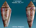Conus gloriamaris  Chemnitz, J.H., 1777