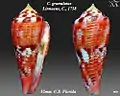 Conus granulatus  Linnaeus, C., 1758