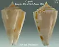 Conasprella grohi  Tenorio, M.J. & G.T. Poppe, 2004