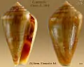 Conus guanche  Lauer, J., 1993