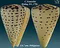 Conus leopardus (Röding, P.F., 1798)