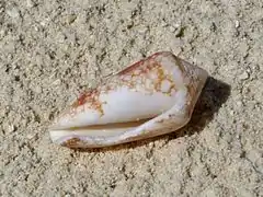 Conus magnificus