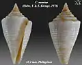 Conasprella memiae  (Habe, T. & S. Kosuge, 1970)