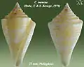 Conasprella memiae  (Habe, T. & S. Kosuge, 1970)