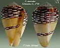 Conus mercator Linnaeus, C., 1758