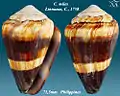Conus miles Linnaeus, C., 1758