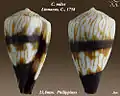 Conus miles Linnaeus, C., 1758