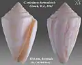 Conasprella mindana bermudensis Clench, W.J., 1962