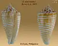 Conus mucronatus Reeve, L.A., 1843