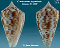Conus mucronatus segondensis Fenzan, W., 2008
