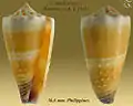 Conus muriculatus Sowerby, G.B. I, 1833