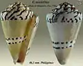 Conus mustelinus Hwass in Bruguière, J.G., 1792