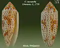 Conus nussatella  Linnaeus, C., 1758