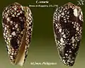 Conus omaria Hwass in Bruguière, J.G., 1792